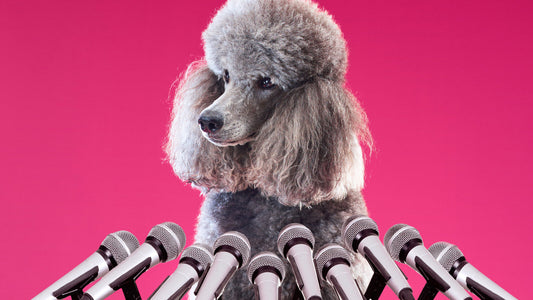Animals-Canine I