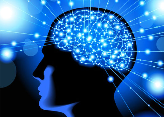 Brain Structures