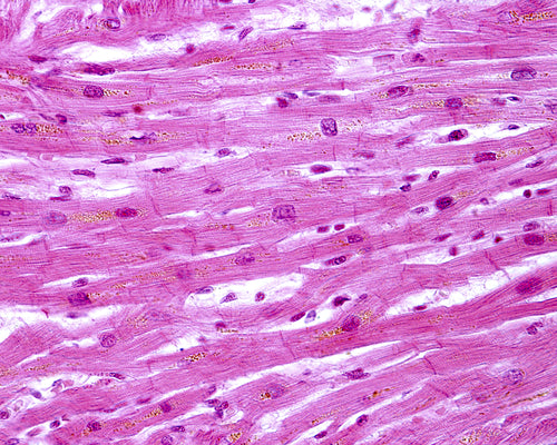 Cardiovascular Sarcode Tissues
