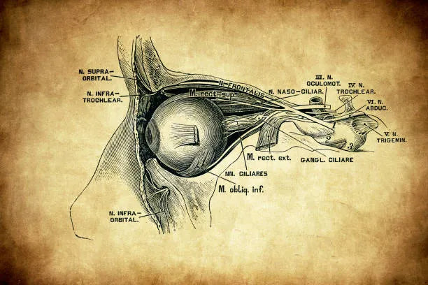 Eye Muscles & Nerves
