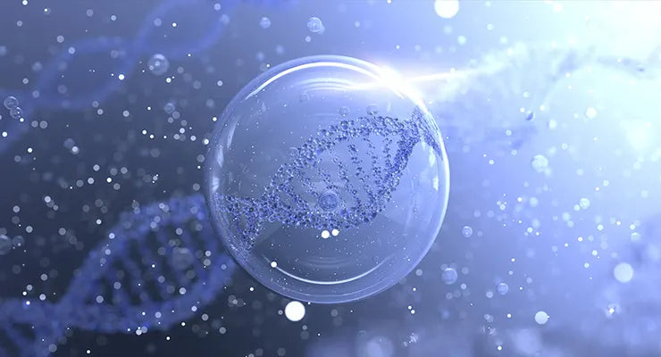 Human Cell Longevity