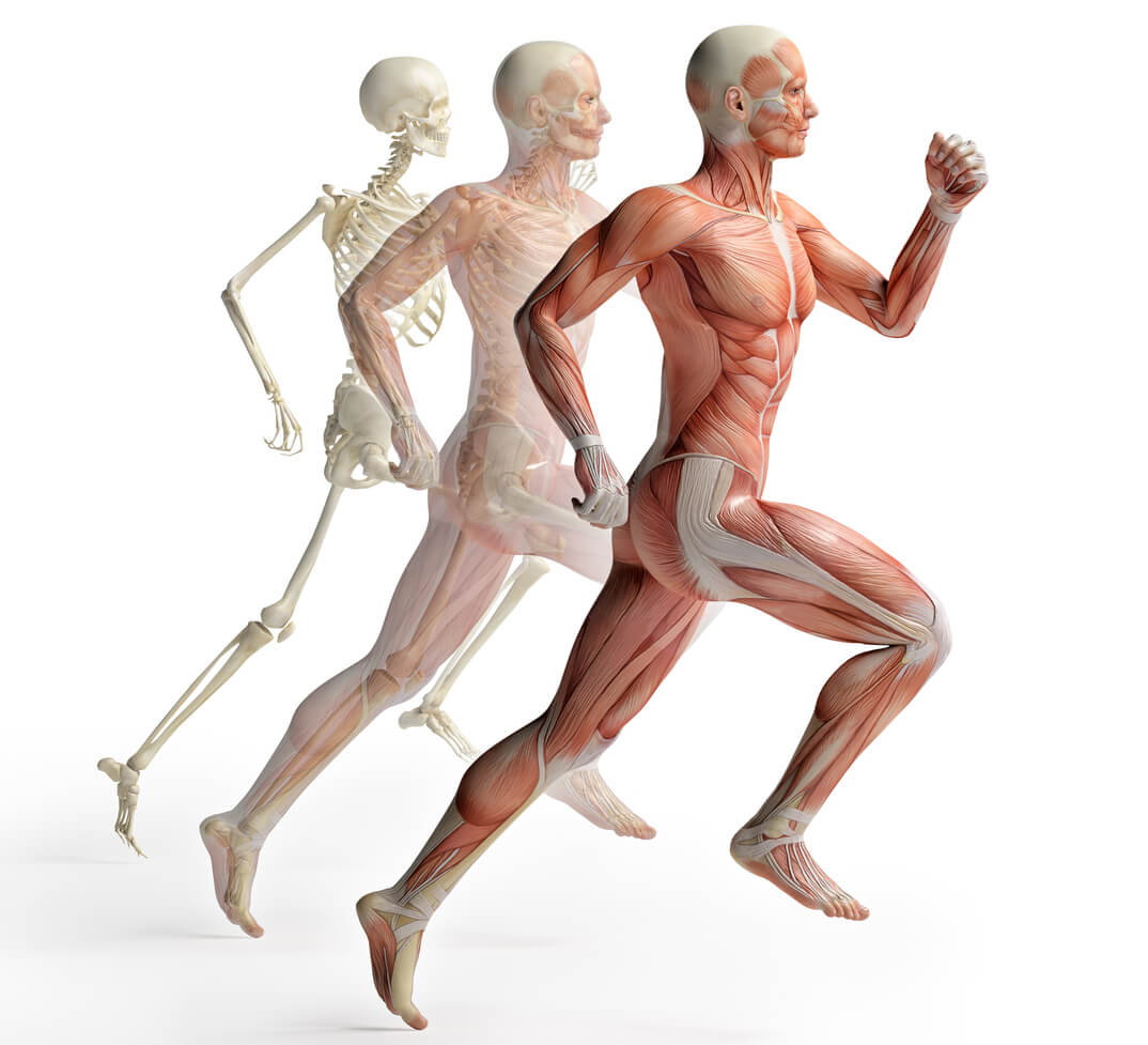 Musculoskeletal/Plexus