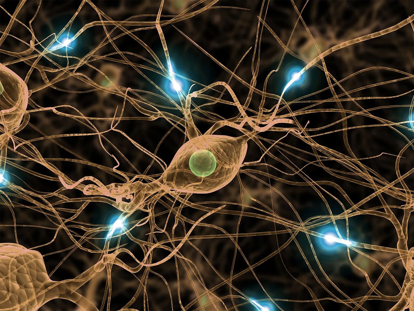 Nerve Ganglia