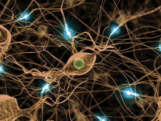 Nerve Ganglia