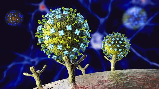 Receptors Condensed-Endocrine