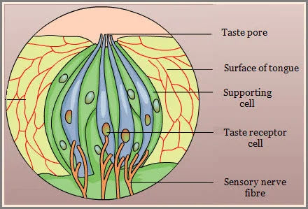 Ageusia (Loss of Taste)