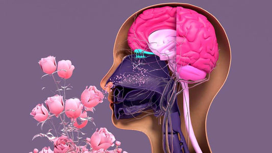 Anosmia (Loss of Smell)