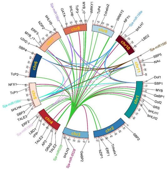 Chromosome Transcription Factors