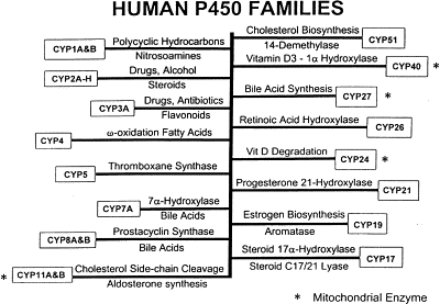 Cytochrome P450 Enzyme III