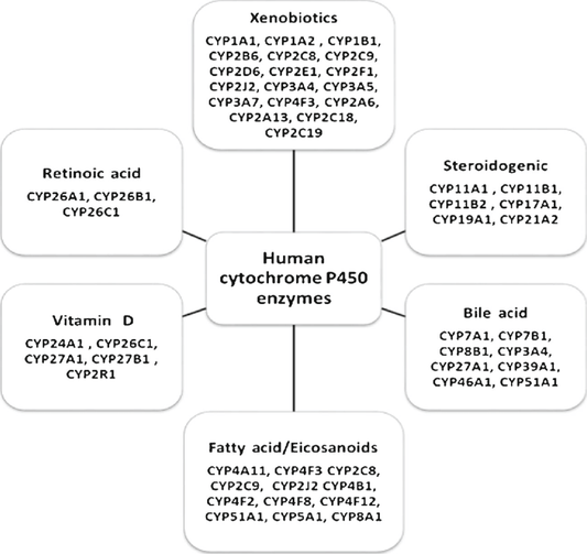 Cytochrome P450 Enzyme II