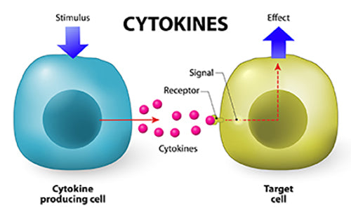 Cytokine Receptors A