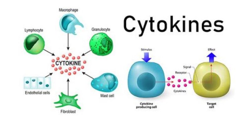 Cytokine Receptors B