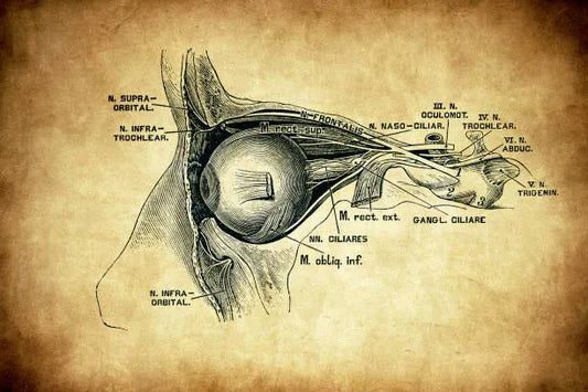 Eye Muscles & Nerves