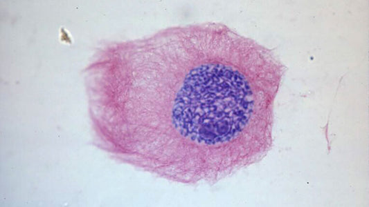 Nuclear Protein