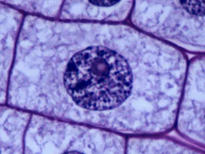 Nucleus