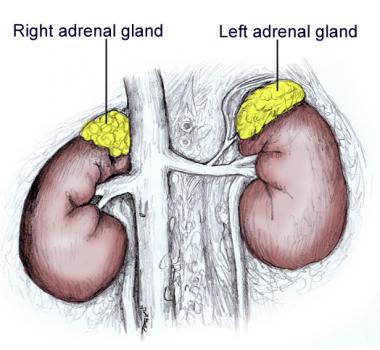 Adrenal II