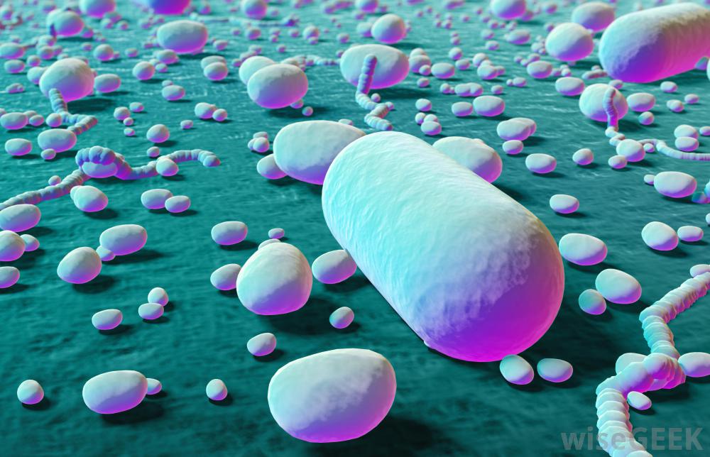 Pathogenia Bacteria-Pathogenic | Custom Electromagnetic Signature Vials – harmonyvials