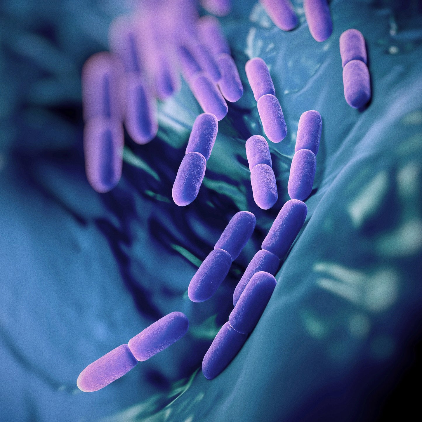 Bacteria-Probiotic