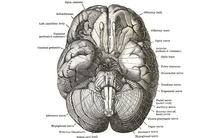 Cranial Nerves