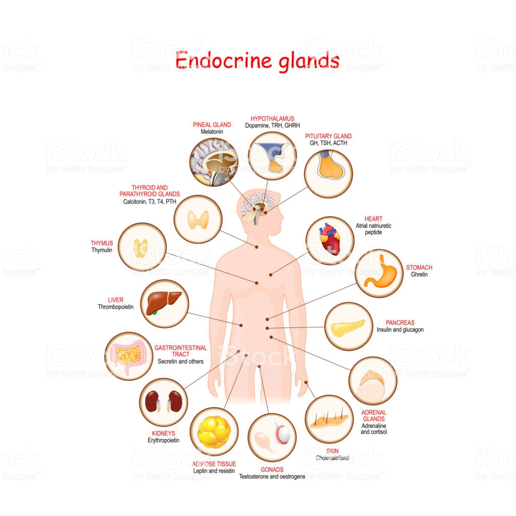 Endocrinal Glands