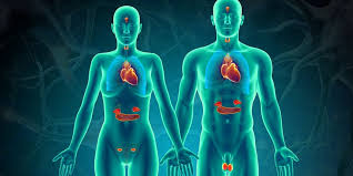 Endocrinal Secretions