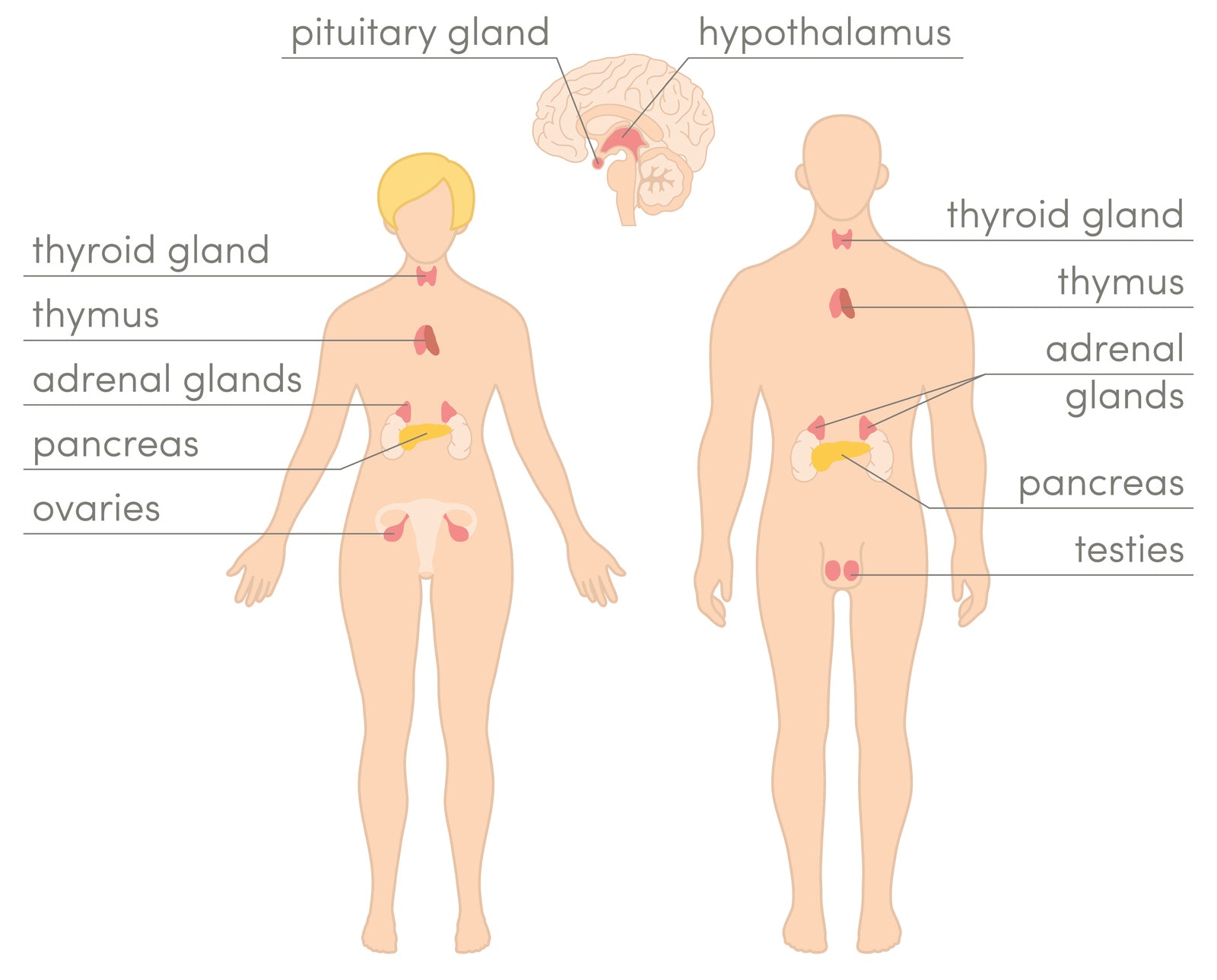 Complete Vial Test Kit for Bio Energetics | Endocrine System Steroid ...