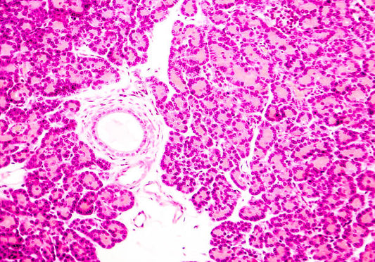 Exocrine System II