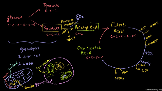 Glycolysis and Krebs Cycle