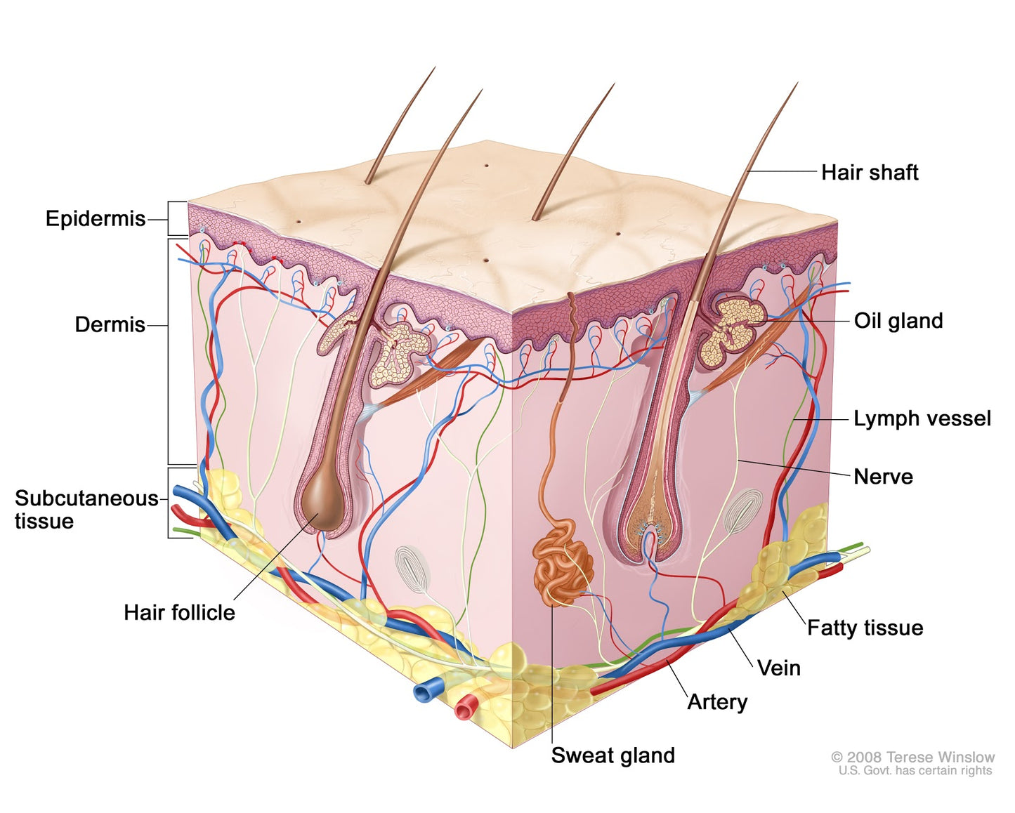 Integumentary System