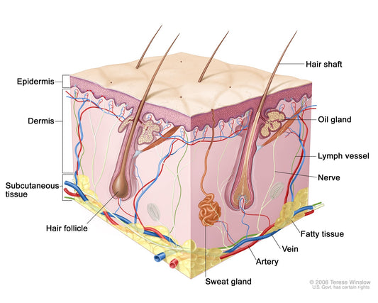 Integumentary System