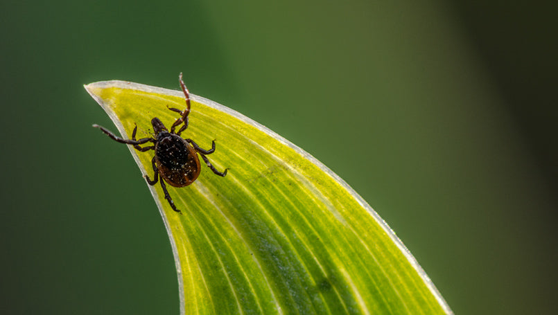 Lyme Stressors