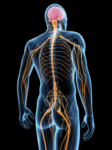 Neuro-Muscular Homeostasis