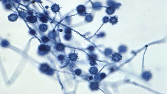 Pathogenic Fungi