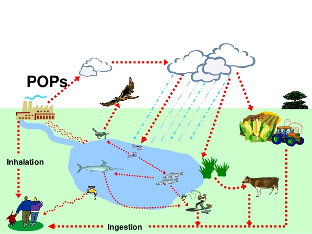 Persistent Organic Pollutants