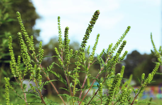 Plants & Pollens-Great Lakes