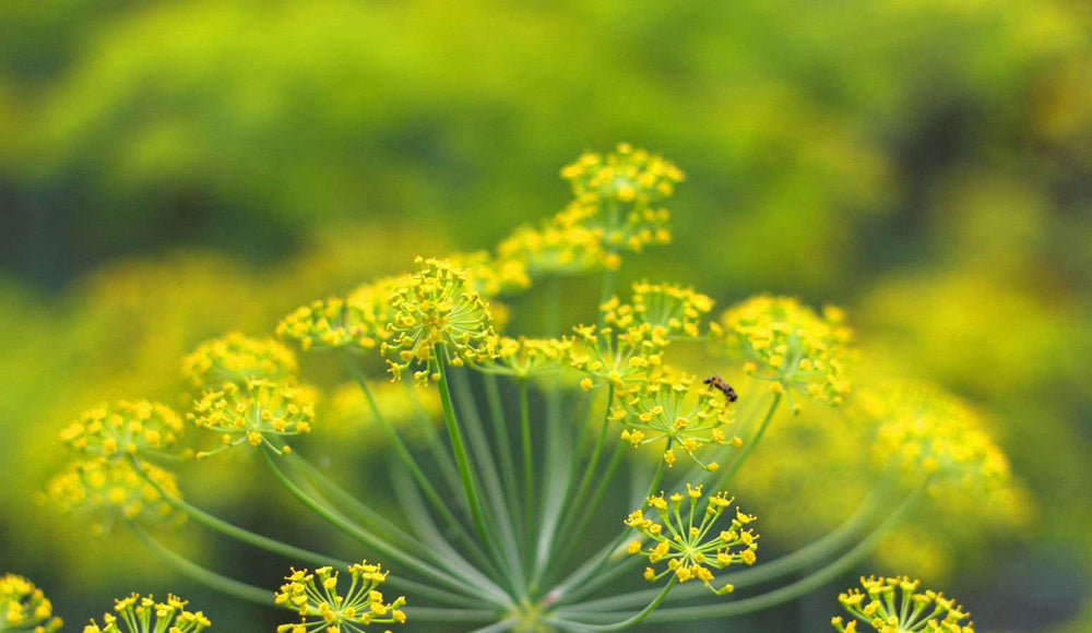 Plants & Pollens-North West