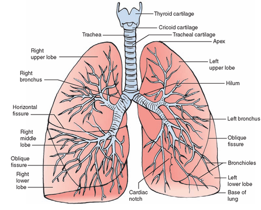 Respiratory Organs