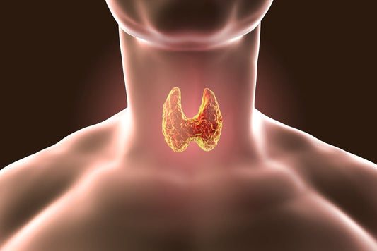 Thyroid Metabolism